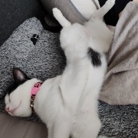 Tuxedo (Smokin) Kedi, Kedi  Köfte fotoğrafı