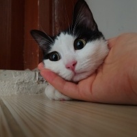 Tuxedo (Smokin) Kedi, Kedi  Köfte fotoğrafı