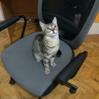Tekir Kedi, Kedi  Pamuk fotoğrafı