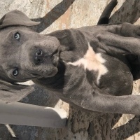 Cane Corso Italiano, Köpek  Reyna fotoğrafı