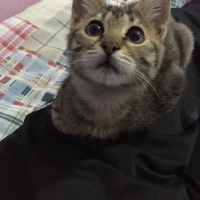 Tekir Kedi, Kedi  ALACA fotoğrafı