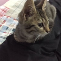 Tekir Kedi, Kedi  ALACA fotoğrafı