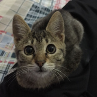 Tekir Kedi, Kedi  ALACA fotoğrafı
