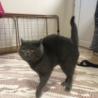 British Shorthair, Kedi  Babu fotoğrafı