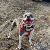 Amerikan Staffordshire Terrier, Köpek  Atlas fotoğrafı