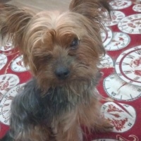 Yorkshire Terrier, Köpek  Tarçın fotoğrafı