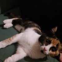 Tekir Kedi, Kedi  Minnoş fotoğrafı