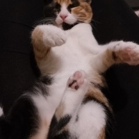 Tekir Kedi, Kedi  Minnoş fotoğrafı
