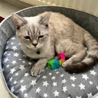 British Shorthair, Kedi  İskender fotoğrafı