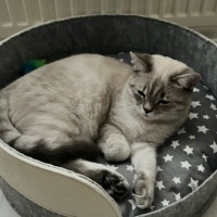 British Shorthair, Kedi  İskender fotoğrafı