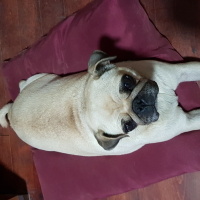 Pug, Köpek  Şila fotoğrafı