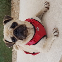 Pug, Köpek  Şila fotoğrafı