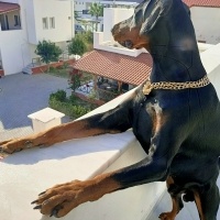 Doberman Pinscher, Köpek  Foks fotoğrafı