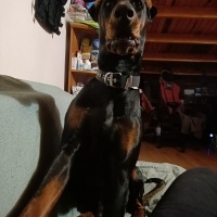 Doberman Pinscher, Köpek  Foks fotoğrafı