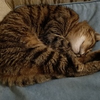 Tekir Kedi, Kedi  Duman fotoğrafı