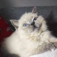 British Shorthair, Kedi  Minik fotoğrafı