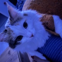 Tekir Kedi, Kedi  Tiftik fotoğrafı
