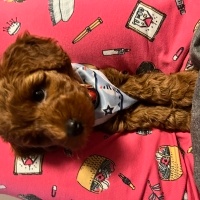 Poodle (Minyatür Kaniş), Köpek  Rio fotoğrafı