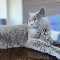 British Shorthair, Kedi  Sis fotoğrafı