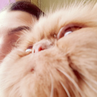 İran Kedisi (Persian), Kedi  Kediş fotoğrafı