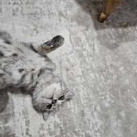 Scottish Fold, Kedi  Duman fotoğrafı