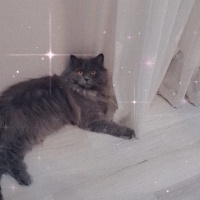 British Longhair, Kedi  Duman fotoğrafı