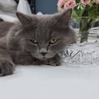 British Longhair, Kedi  Duman fotoğrafı