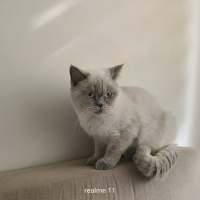 Scottish Fold, Kedi  Paşa fotoğrafı