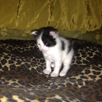 Tekir Kedi, Kedi  Isimsiz fotoğrafı