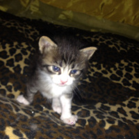 Tekir Kedi, Kedi  Isimsiz fotoğrafı