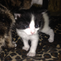 Tekir Kedi, Kedi  Isimsiz fotoğrafı