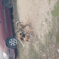 Kangal, Köpek  Putin fotoğrafı