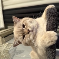 British Shorthair, Kedi  Limon fotoğrafı