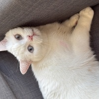 British Shorthair, Kedi  Pamuk fotoğrafı