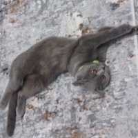Scottish Fold, Kedi  Diva fotoğrafı