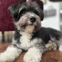 Maltese, Köpek  Bey fotoğrafı
