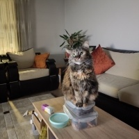 Tekir Kedi, Kedi  Neva fotoğrafı