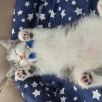 British Longhair, Kedi  Prensbey fotoğrafı