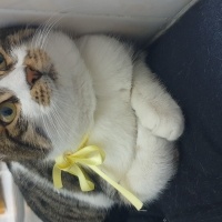Tekir Kedi, Kedi  Tosbik fotoğrafı