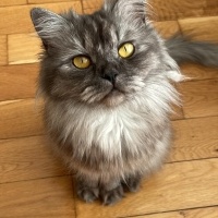 British Longhair, Kedi  Pixie fotoğrafı