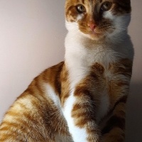 Sarman, Kedi  Balım fotoğrafı