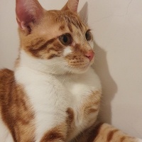 Sarman, Kedi  Balım fotoğrafı