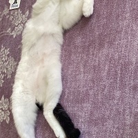 Tekir Kedi, Kedi  Zeus fotoğrafı