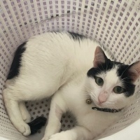 Tekir Kedi, Kedi  Zeus fotoğrafı