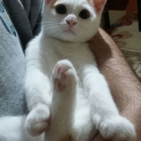 Tekir Kedi, Kedi  Eylül fotoğrafı