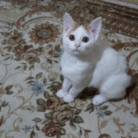 Tekir Kedi, Kedi  Eylül fotoğrafı