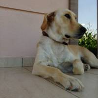 Golden Retriever, Köpek  Tarçın fotoğrafı