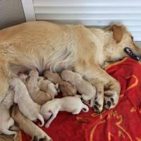 Golden Retriever, Köpek  Tarçın fotoğrafı