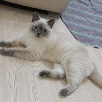 British Shorthair, Kedi  Eva fotoğrafı