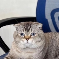 Scottish Fold, Kedi  Maviş fotoğrafı